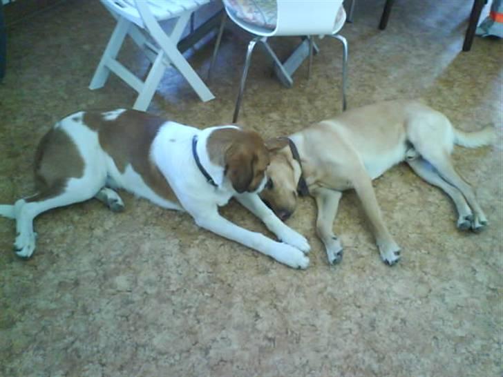 Blanding af racer Balder<3 billede 7