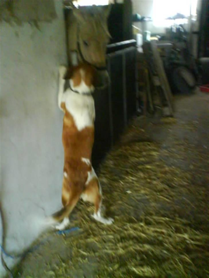 Blanding af racer Balder<3 billede 8