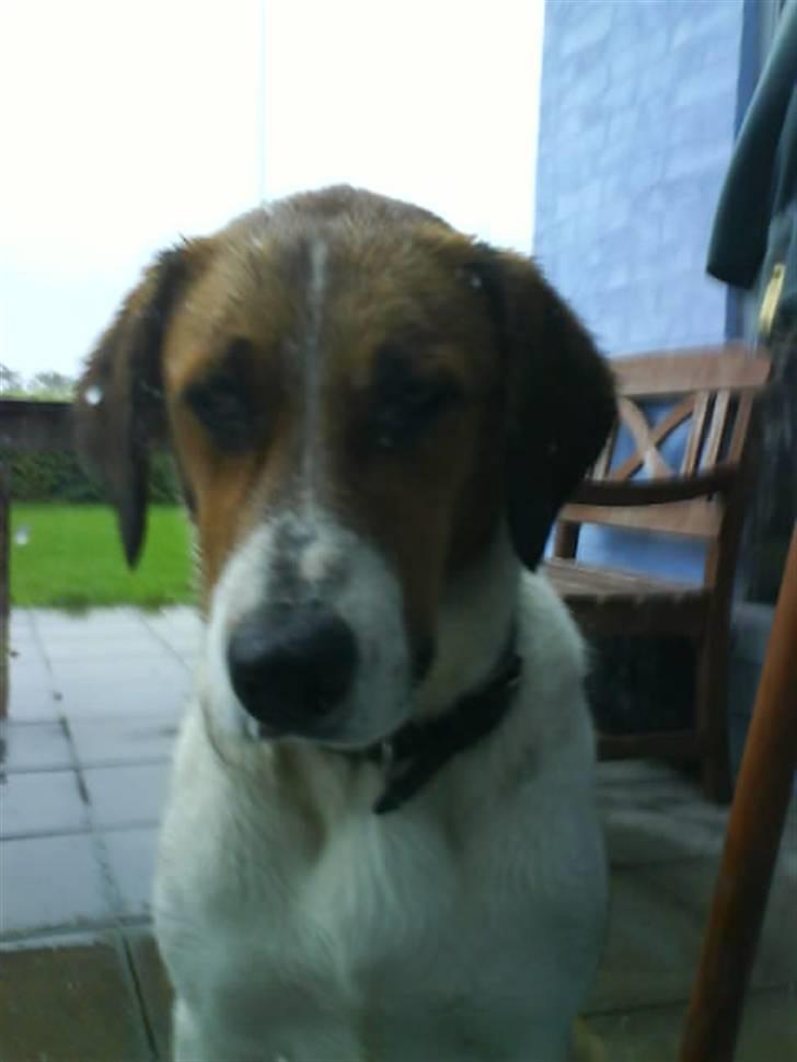 Blanding af racer Balder<3 billede 9