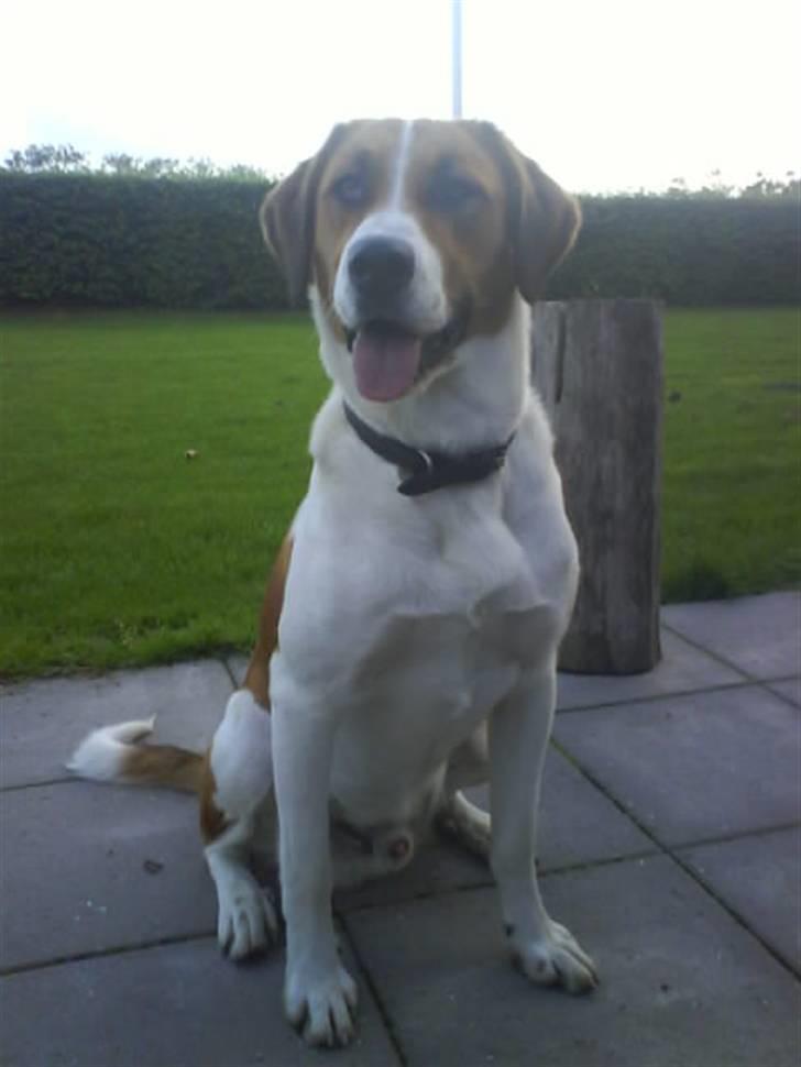 Blanding af racer Balder<3 billede 10