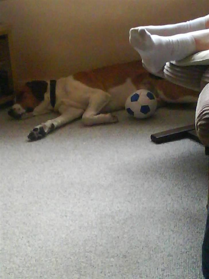 Blanding af racer Balder<3 billede 11