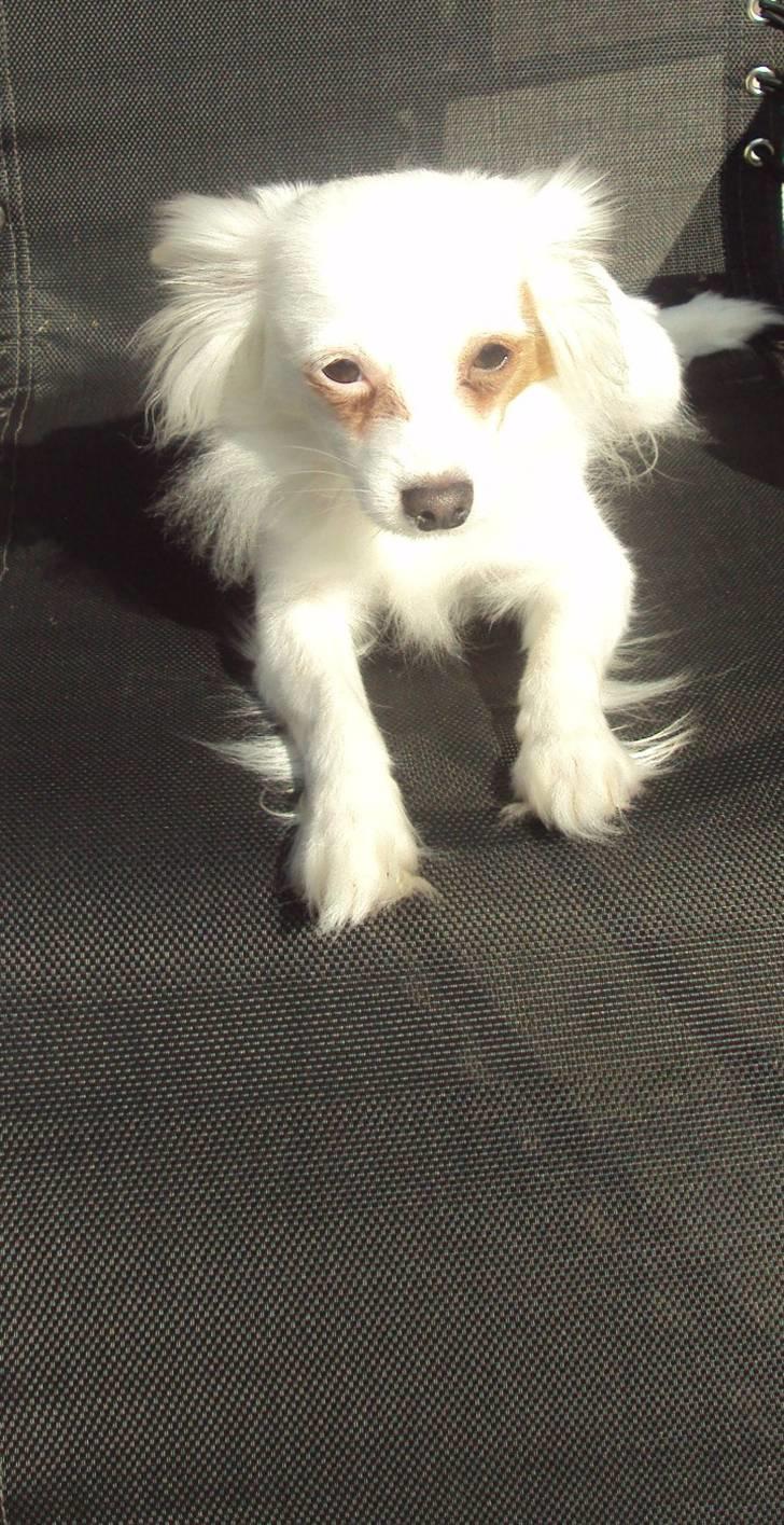 Blanding af racer Laura billede 1