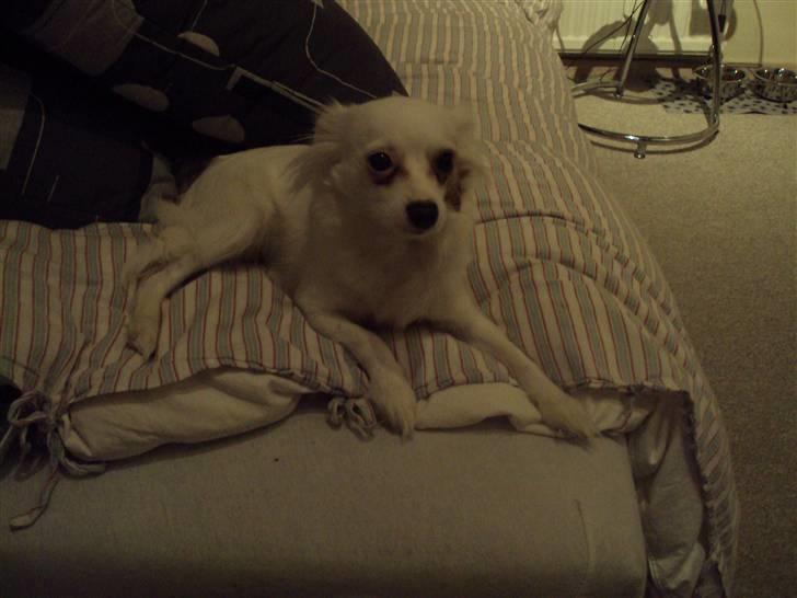 Blanding af racer Laura billede 2