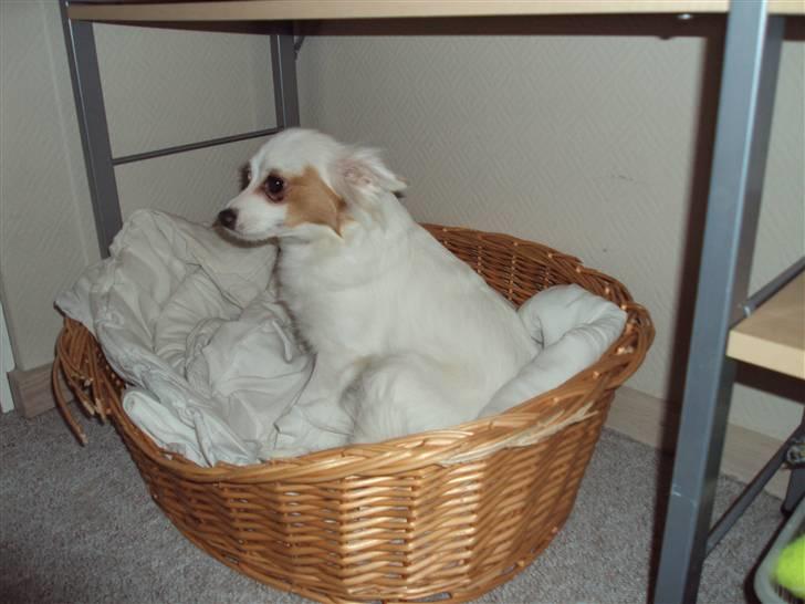 Blanding af racer Laura billede 3