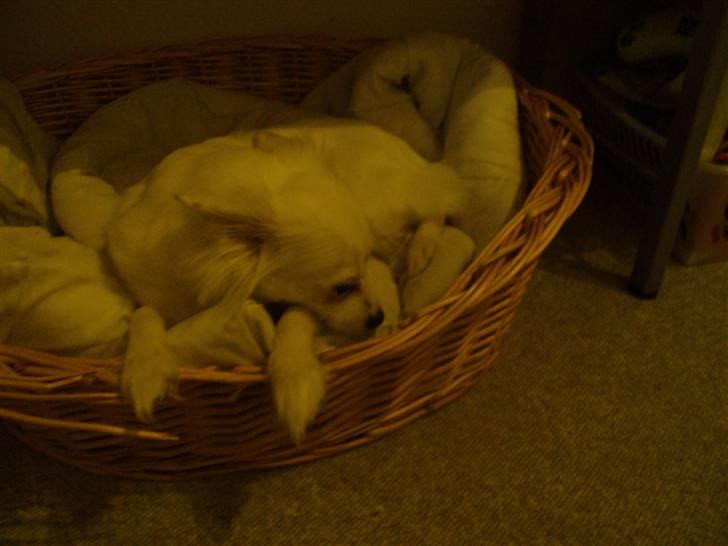 Blanding af racer Laura billede 4