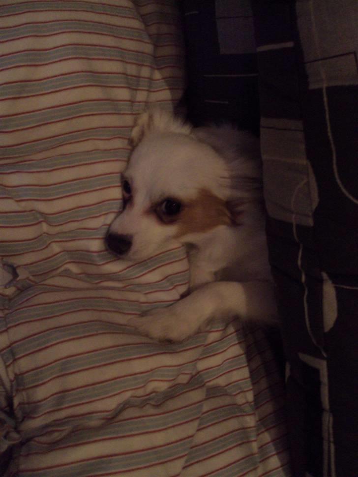 Blanding af racer Laura billede 5