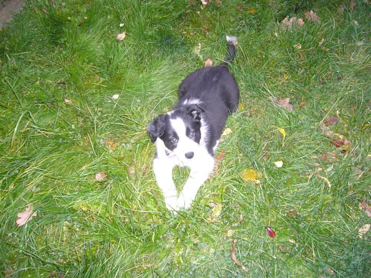 Border collie Sille - Sille i haven billede 1