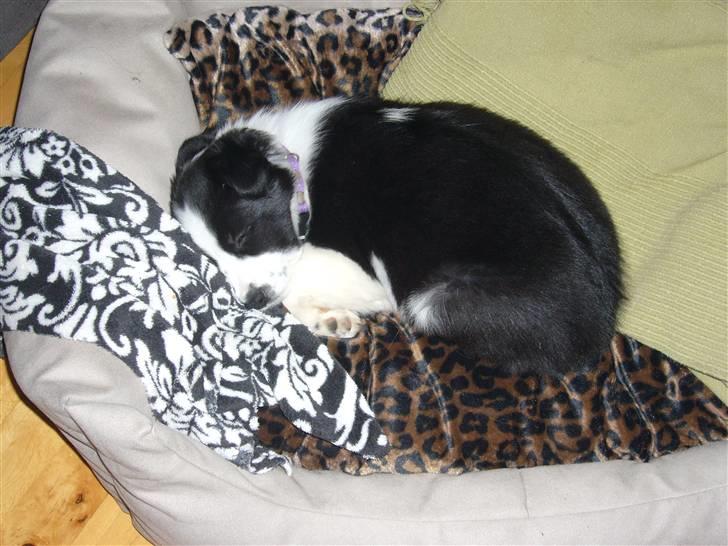 Border collie Sille - Første lur i sin nye seng billede 2