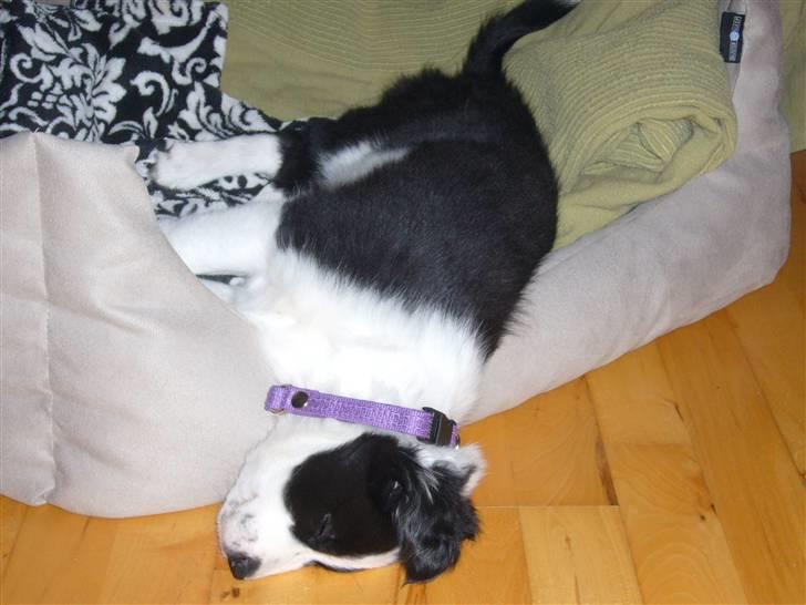 Border collie Sille billede 3