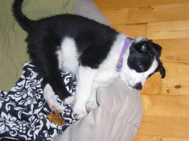 Border collie Sille billede 4