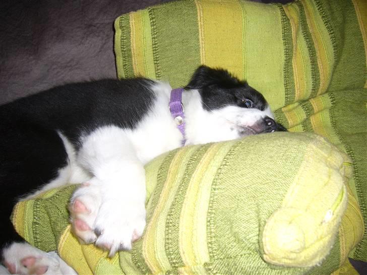 Border collie Sille - Man sover meget, når man er lille billede 5