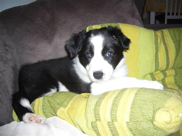 Border collie Sille - Jeg er lige vågnet... billede 6