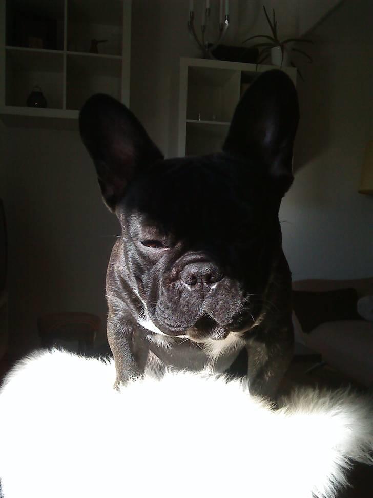 Fransk bulldog Elvis - ELVIS!!! billede 1