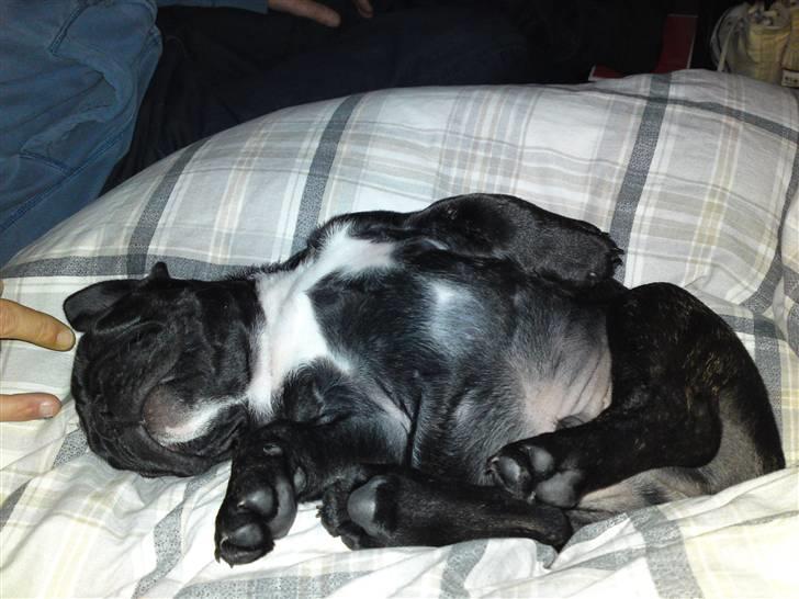 Fransk bulldog Elvis - Tar`mig lige en lur billede 2