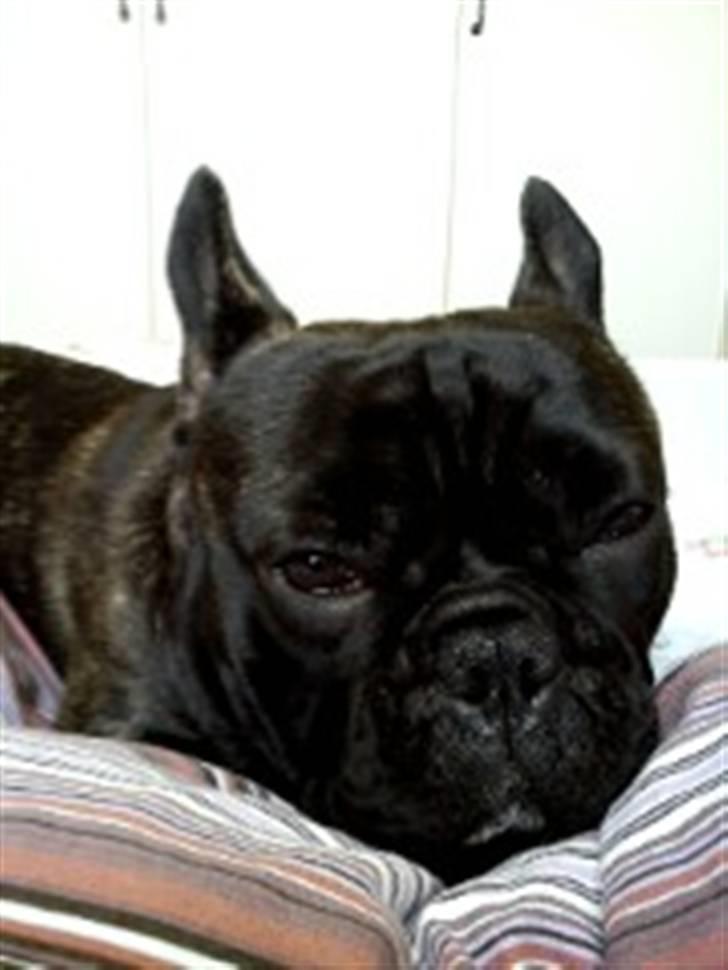 Fransk bulldog Elvis - Her ligger man dejligt blødt..;-) billede 3