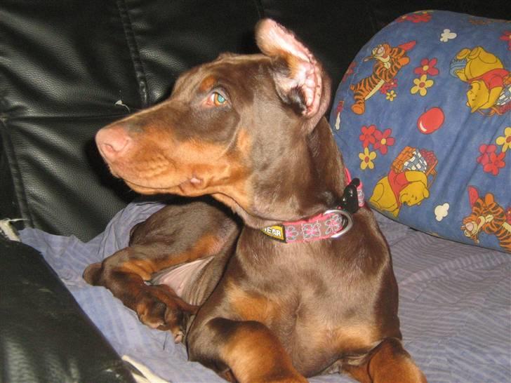 Dobermann enigma billede 1