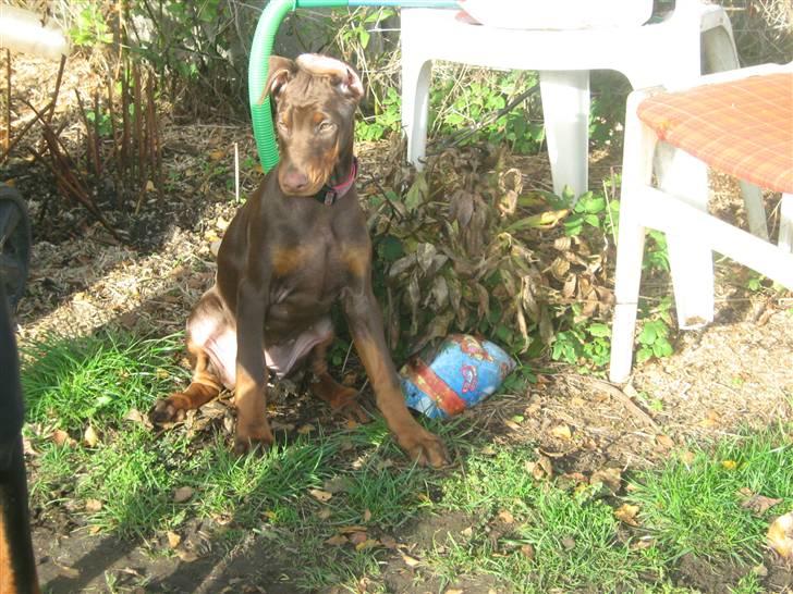 Dobermann enigma billede 2