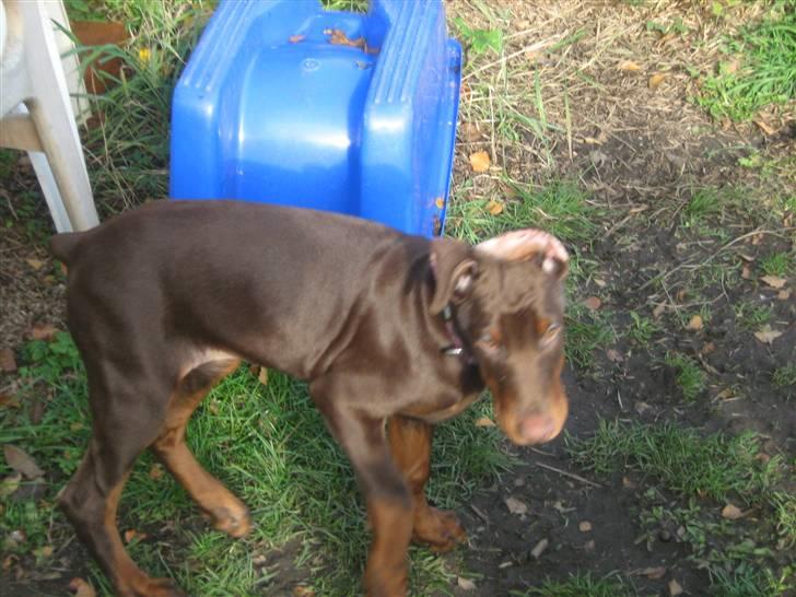 Dobermann enigma billede 3
