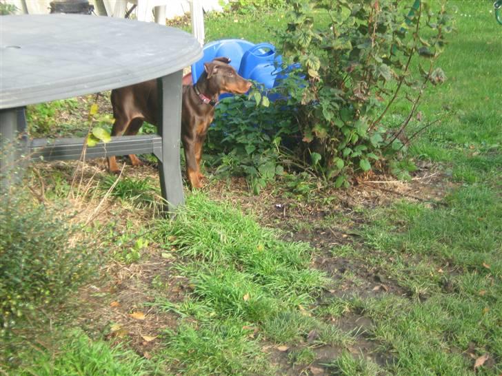 Dobermann enigma billede 4