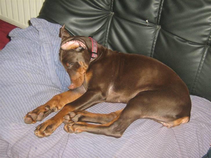Dobermann enigma - zzzzzzzzzzzzz billede 5
