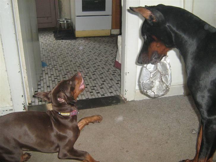 Dobermann enigma - kom nu............jeg vil osse lege billede 6