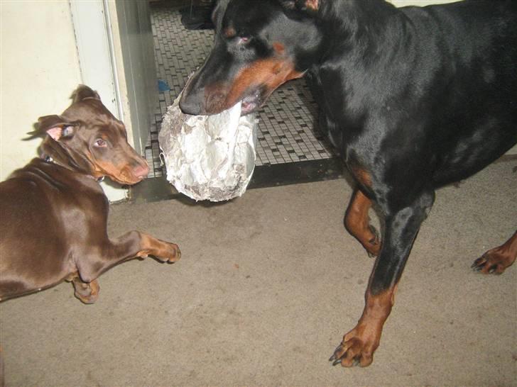 Dobermann enigma - kom nu kom nu kom nu. billede 7