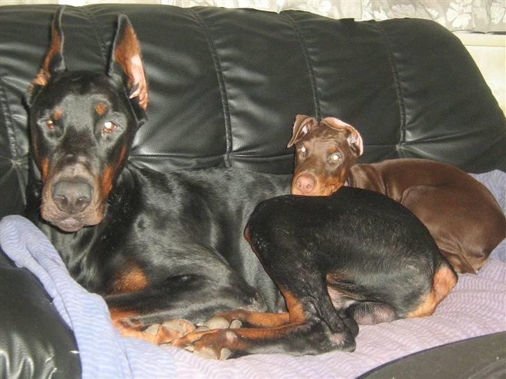 Dobermann enigma - sofahygge. billede 8
