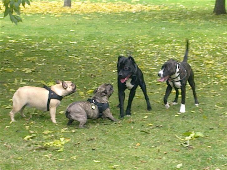 Amerikansk staffordshire terrier prinsesse epo - leg på engen med mine bedste venner, bella og tinka billede 8