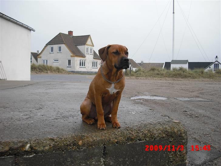 Amerikansk staffordshire terrier Rocky billede 1