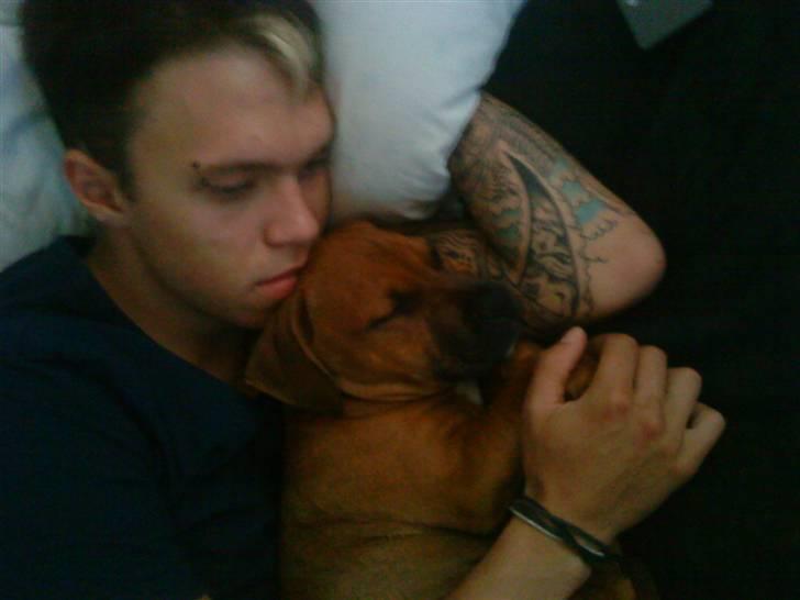 Amerikansk staffordshire terrier Rocky billede 2