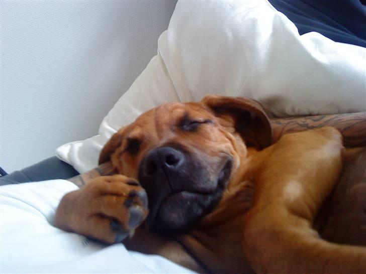 Amerikansk staffordshire terrier Rocky billede 3