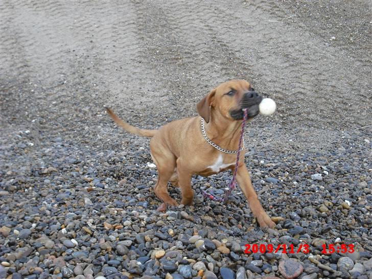 Amerikansk staffordshire terrier Rocky billede 4