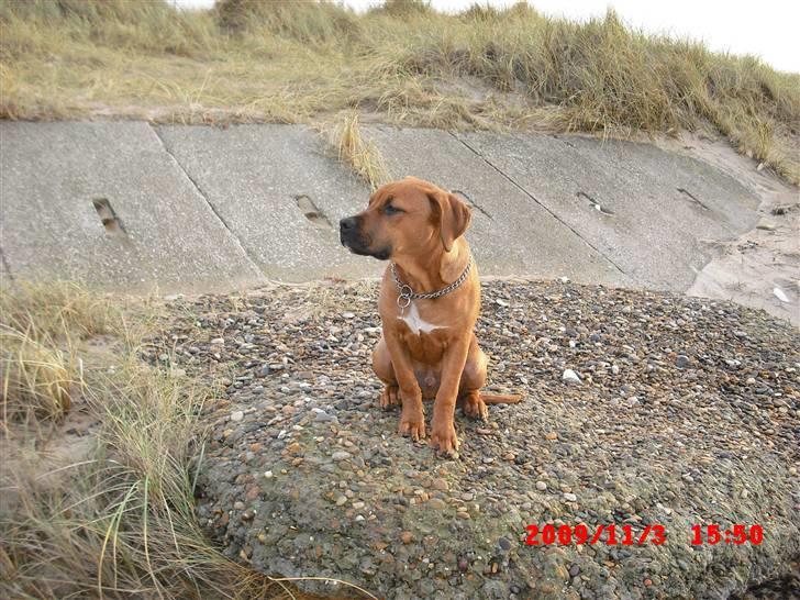 Amerikansk staffordshire terrier Rocky billede 5