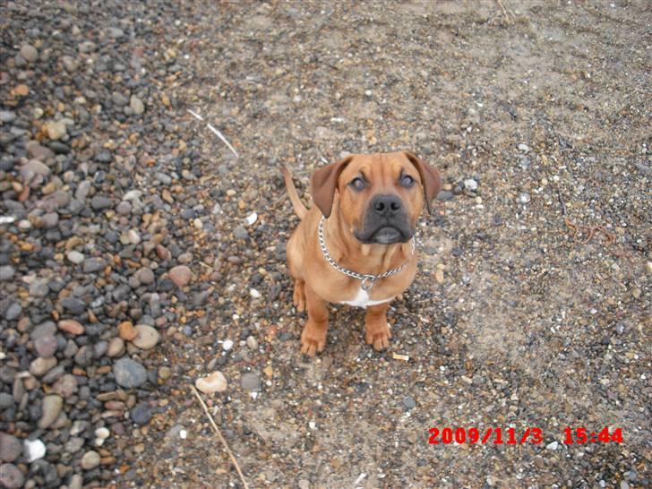 Amerikansk staffordshire terrier Rocky billede 6