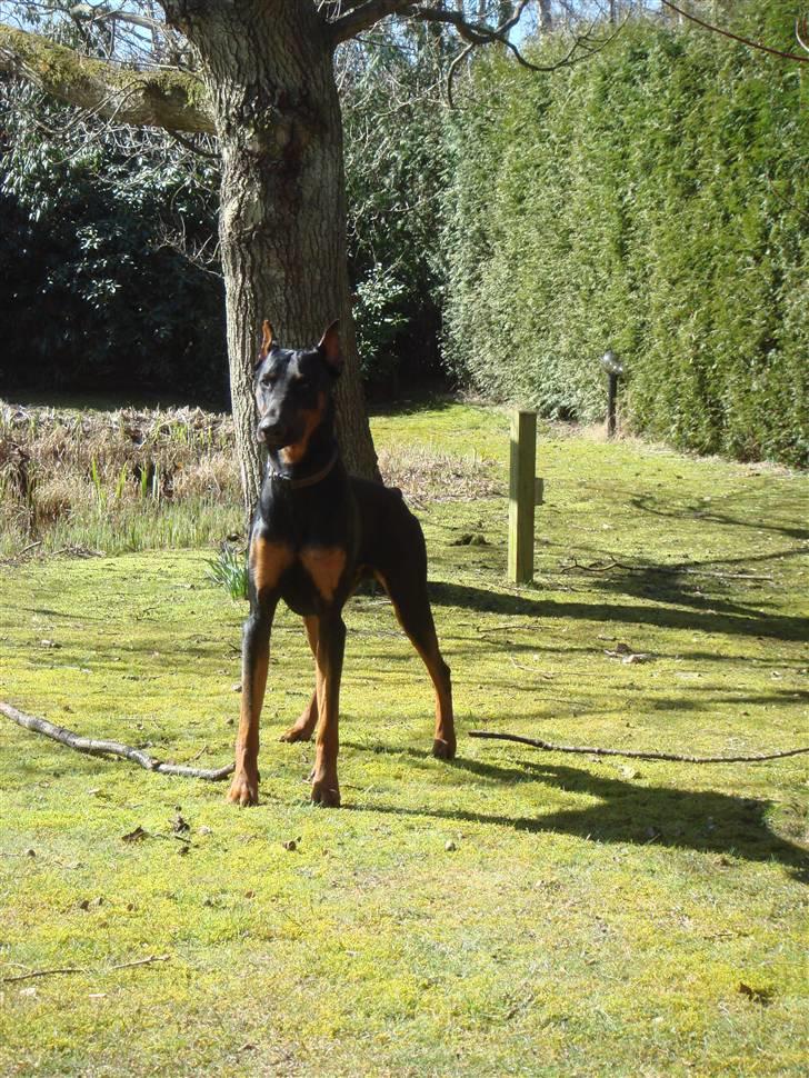 Dobermann Dalí - Forår 2009  billede 18