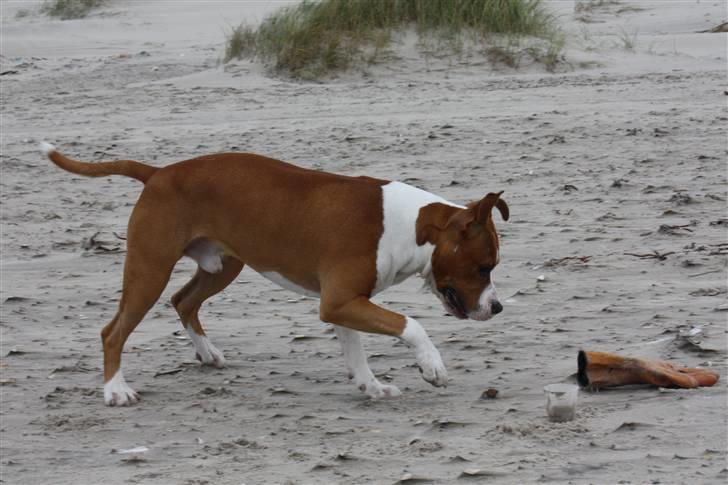 Amerikansk staffordshire terrier Great Viking's Ecco billede 14