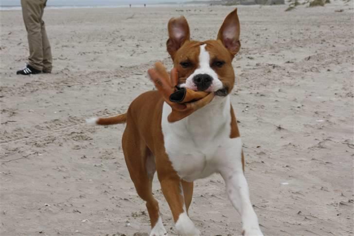 Amerikansk staffordshire terrier Great Viking's Ecco billede 15