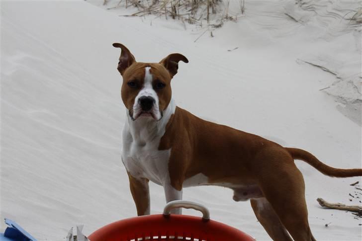 Amerikansk staffordshire terrier Great Viking's Ecco billede 16