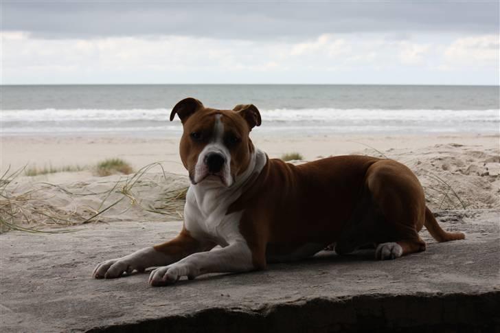 Amerikansk staffordshire terrier Great Viking's Ecco billede 17