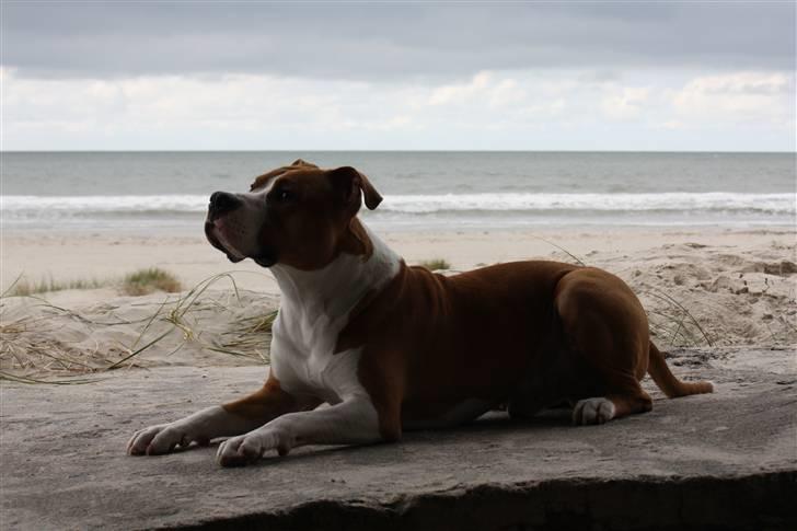 Amerikansk staffordshire terrier Great Viking's Ecco billede 18