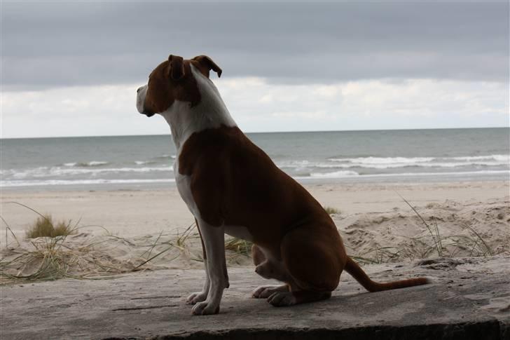 Amerikansk staffordshire terrier Great Viking's Ecco billede 19