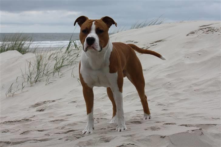 Amerikansk staffordshire terrier Great Viking's Ecco billede 20