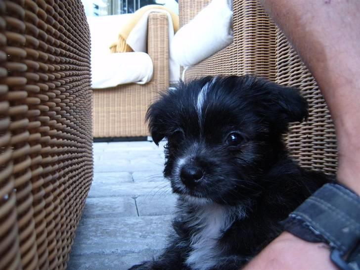 Blanding af racer Balou - Min Balou, 3 mdr billede 1