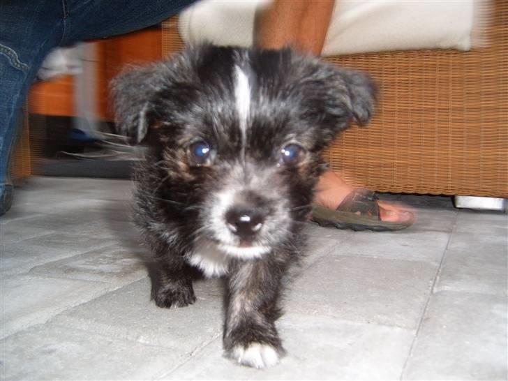 Blanding af racer Balou - Min lu billede 2