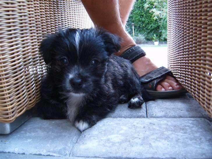 Blanding af racer Balou - se hvor dejlig uskyldig han ser ud <3 billede 3