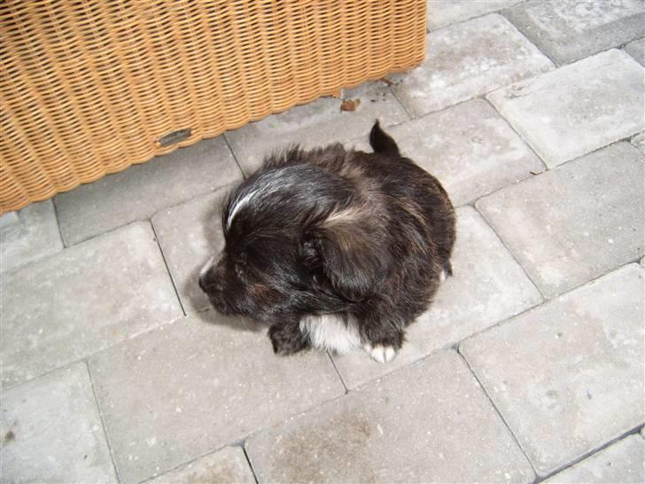 Blanding af racer Balou - <3 billede 4