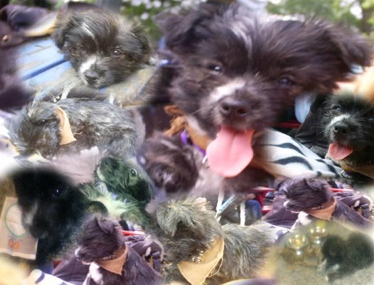 Blanding af racer Balou - Fik lige reedigeret lidt i hans billeder :D billede 5