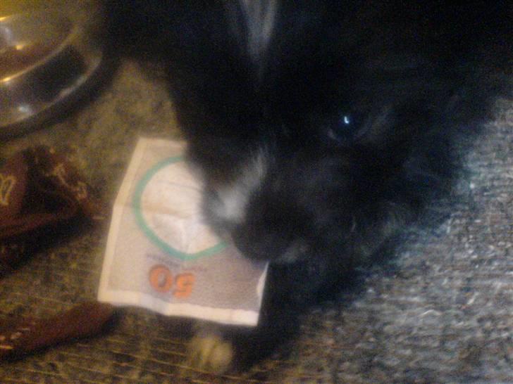 Blanding af racer Balou - Min lille penge tyv <3 billede 6