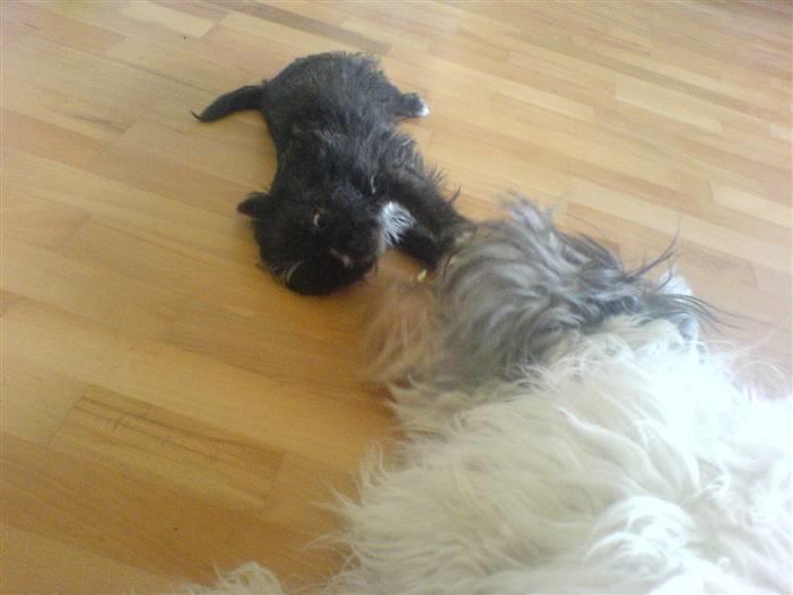 Blanding af racer Balou - Balou & Jaarny en polsk bjerghund billede 7