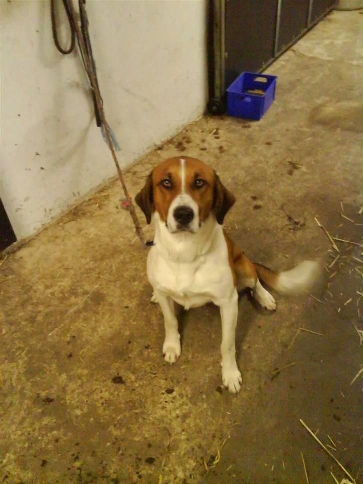 Blanding af racer Balder<3 billede 12